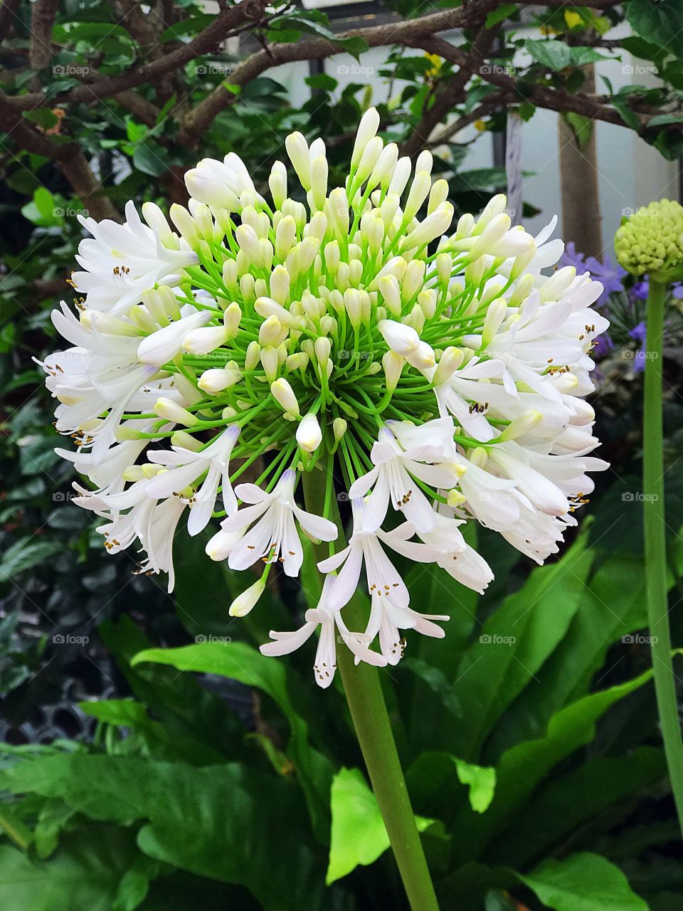 White flowers in Kensington Palace gardens in London, England