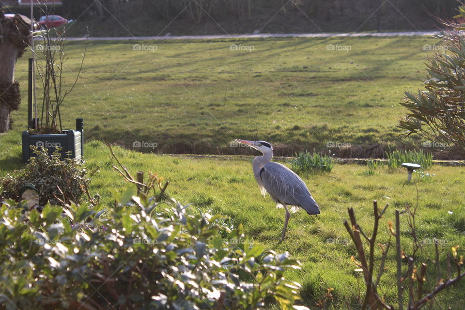 Heron