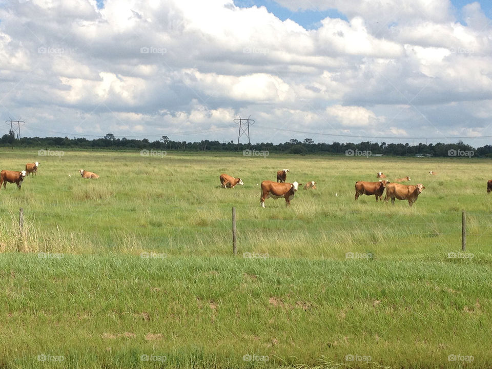 green pasture range nature by vpsphotography