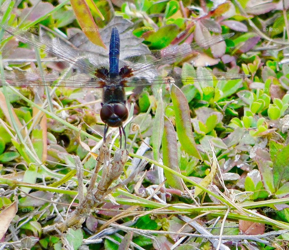 Dragonfly