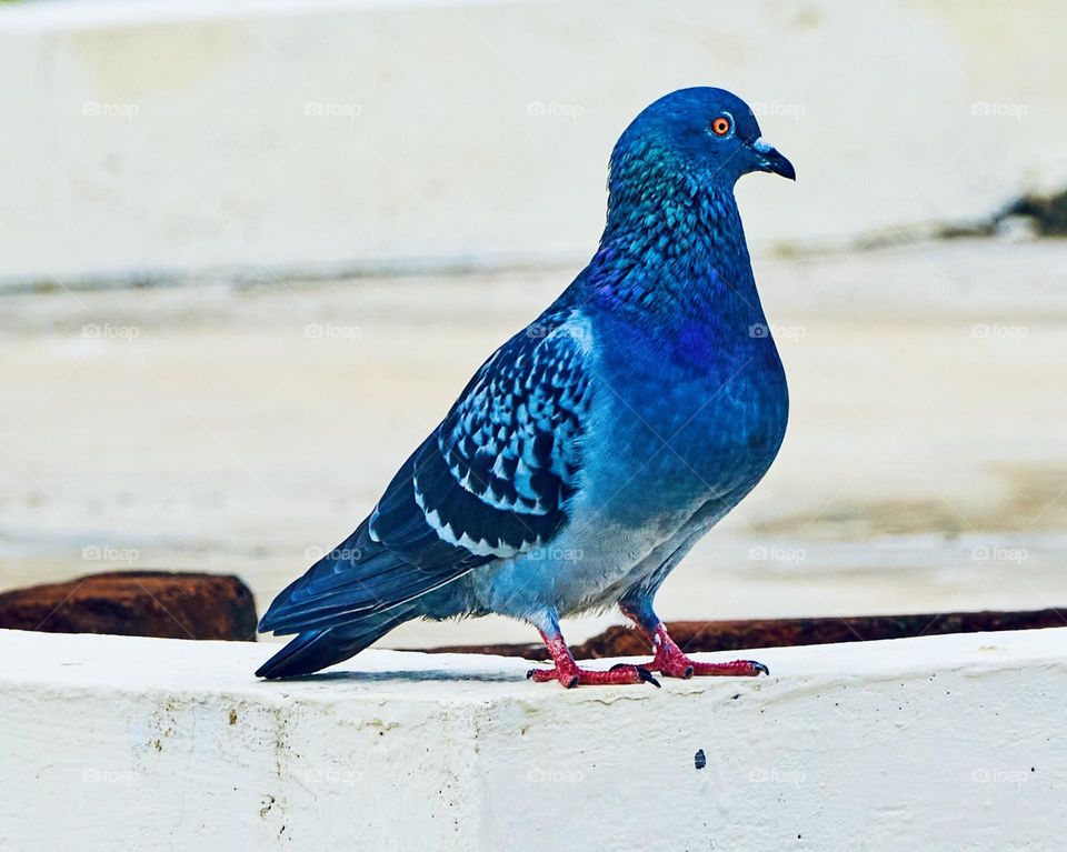 Bird photography - Dove - Blue shade - Portrait 