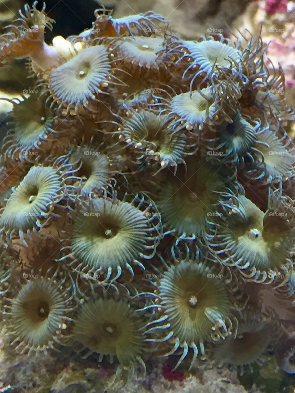 Coral  see 