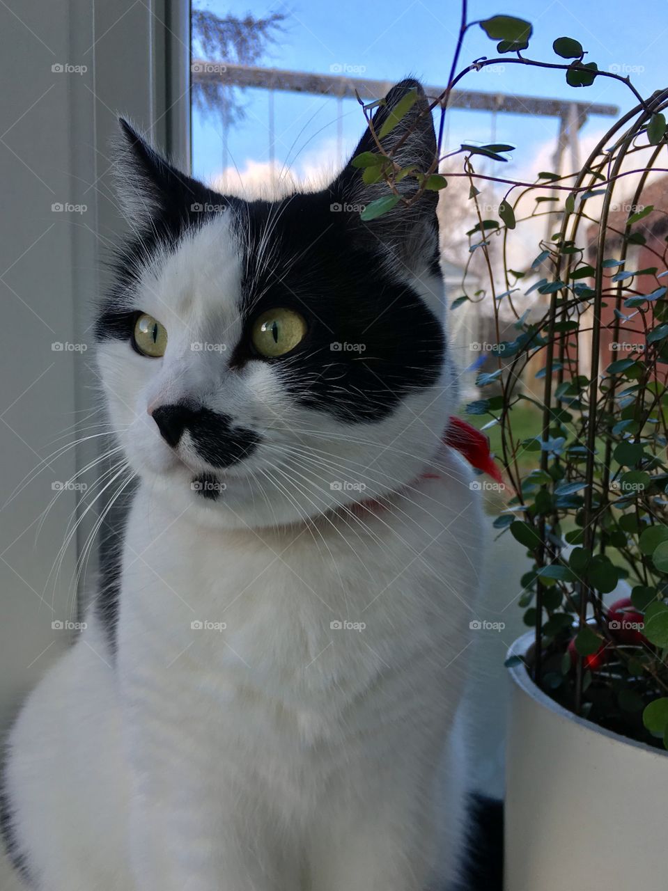 Black and white cat 