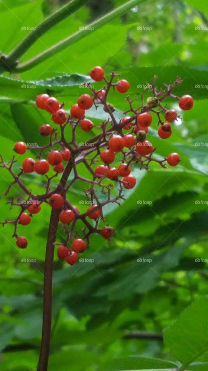 forest berries