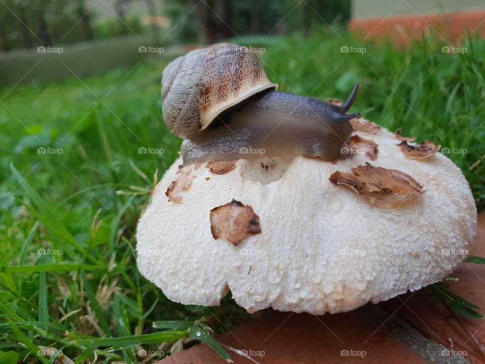 snail on mushroom