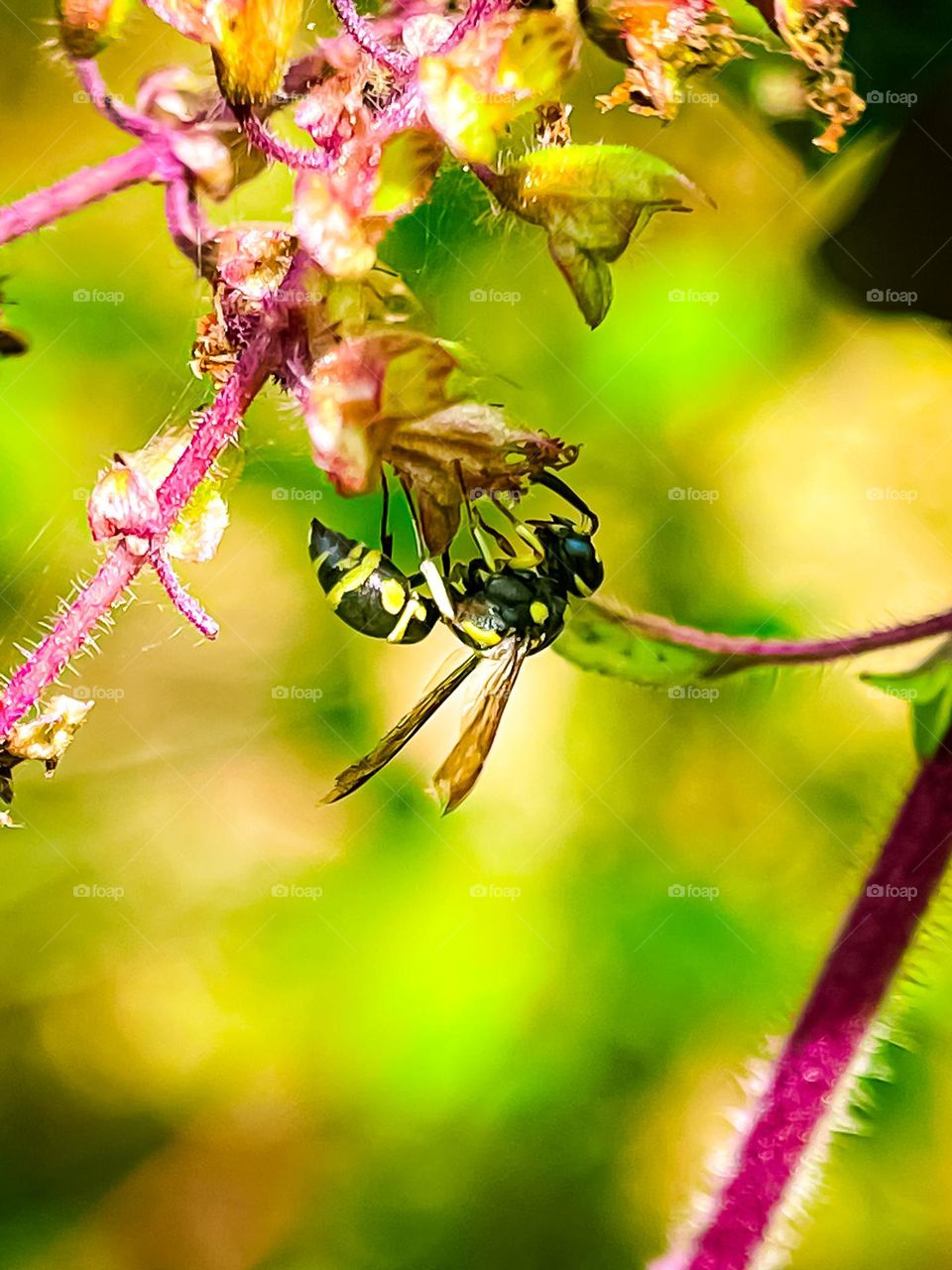 A wasp hanging upside down searching for food in close up view with blurry background 