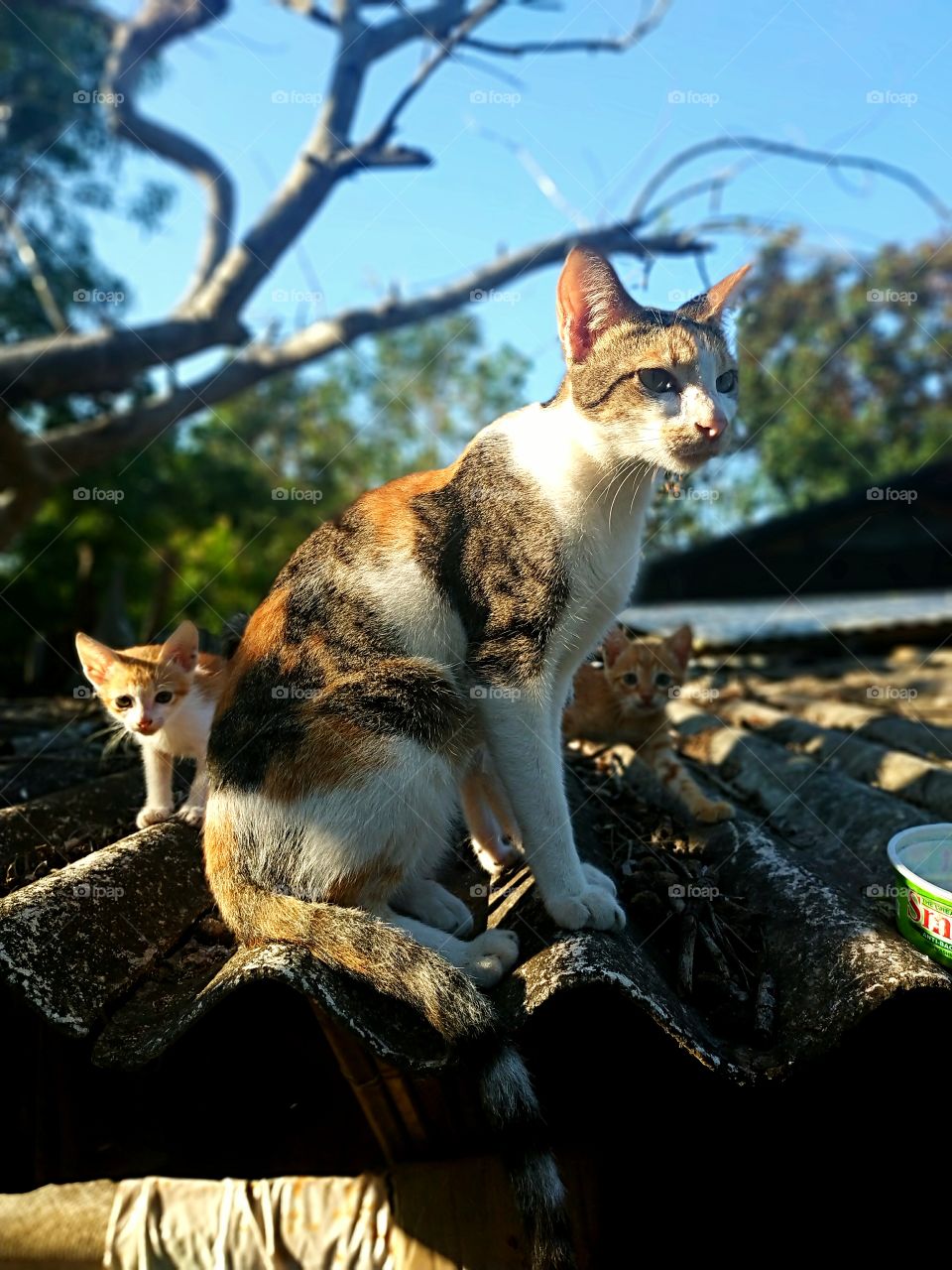 cats family on the roof