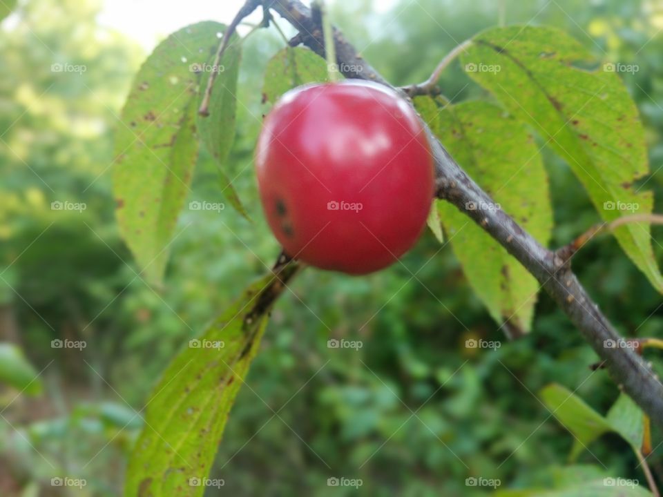 cherry