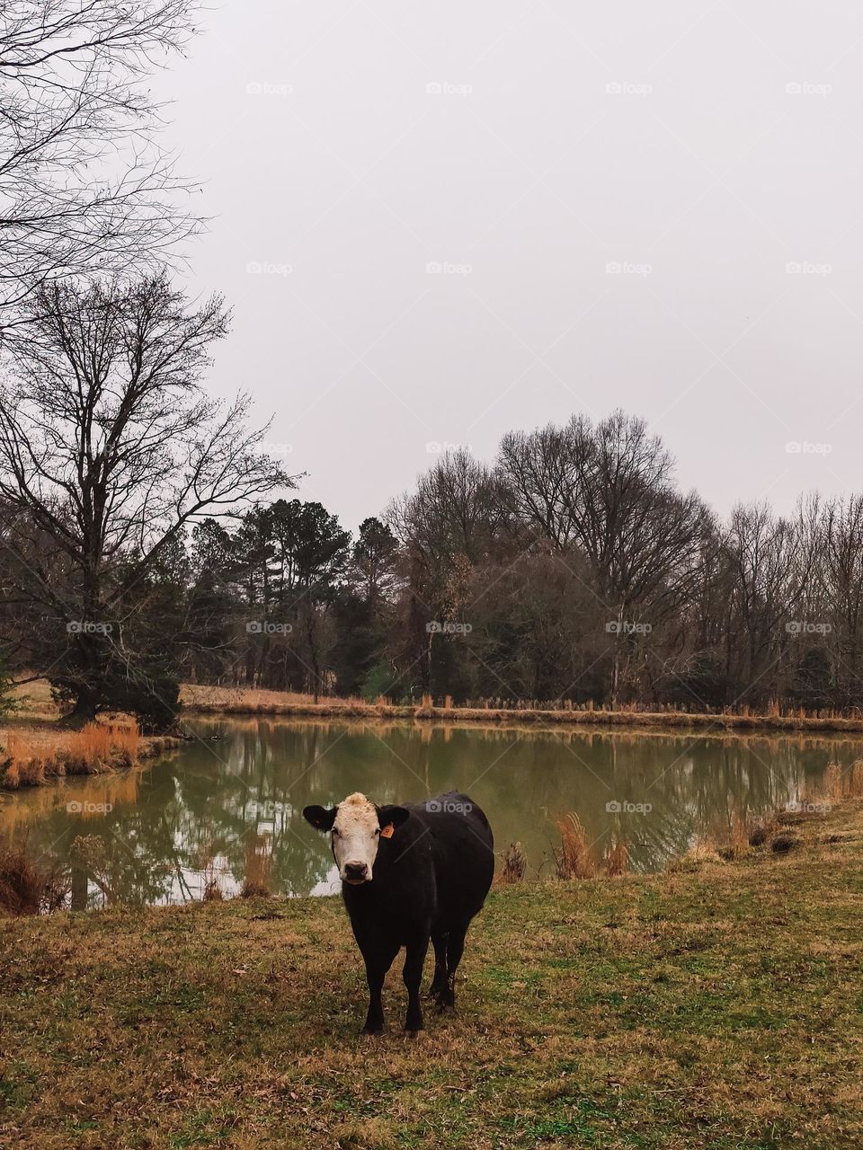 cow and pond