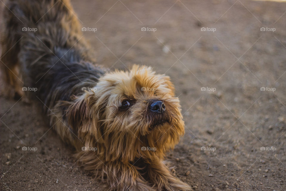 dog stretching outside
