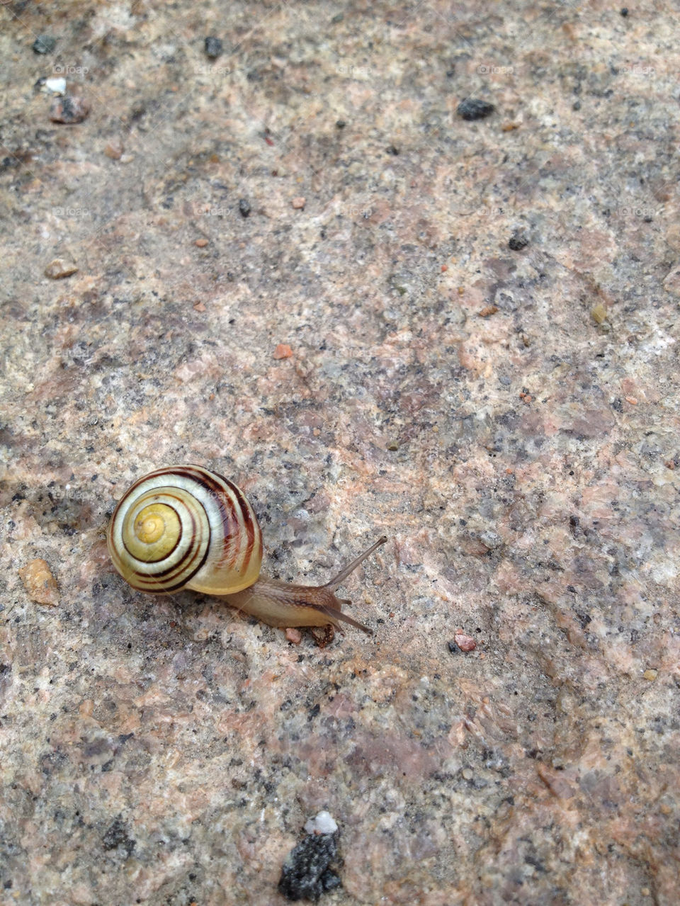 nature invertebrates stone snail by sloppyme