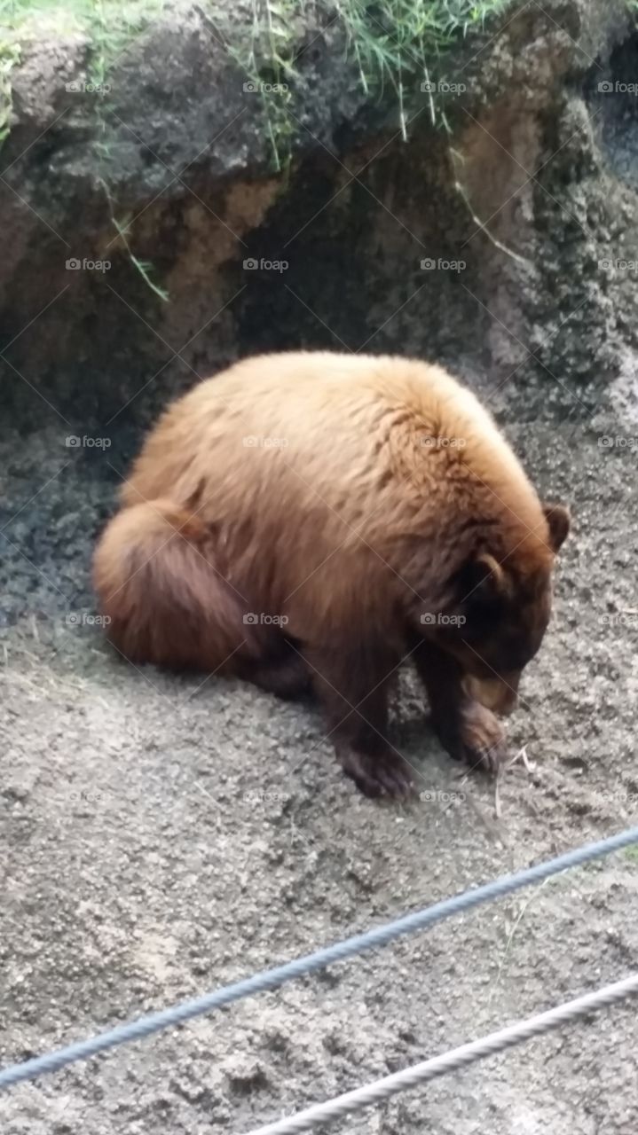 Big Bear. bear playing in his exhibit