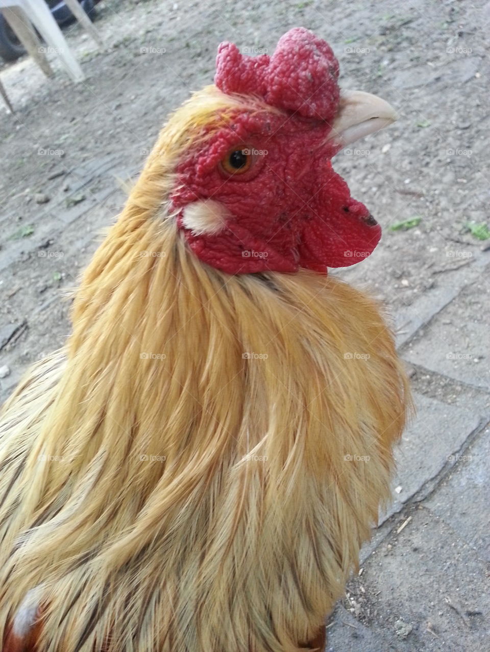 Rowdy Rooster Pet