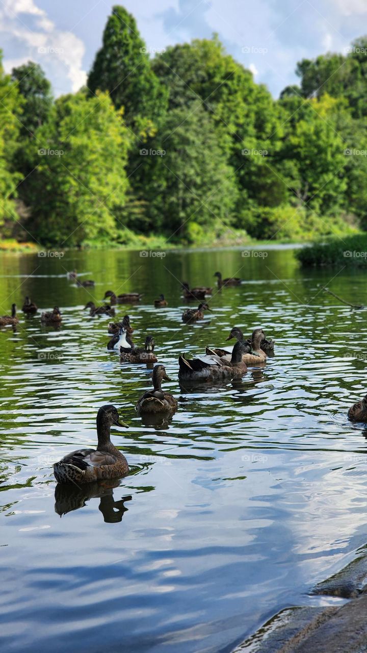 A serene pond teeming with life as ducks gracefully glide across the water's surface. The vivid green foliage in the background forms a lush canopy, reflecting softly on the rippling water below.