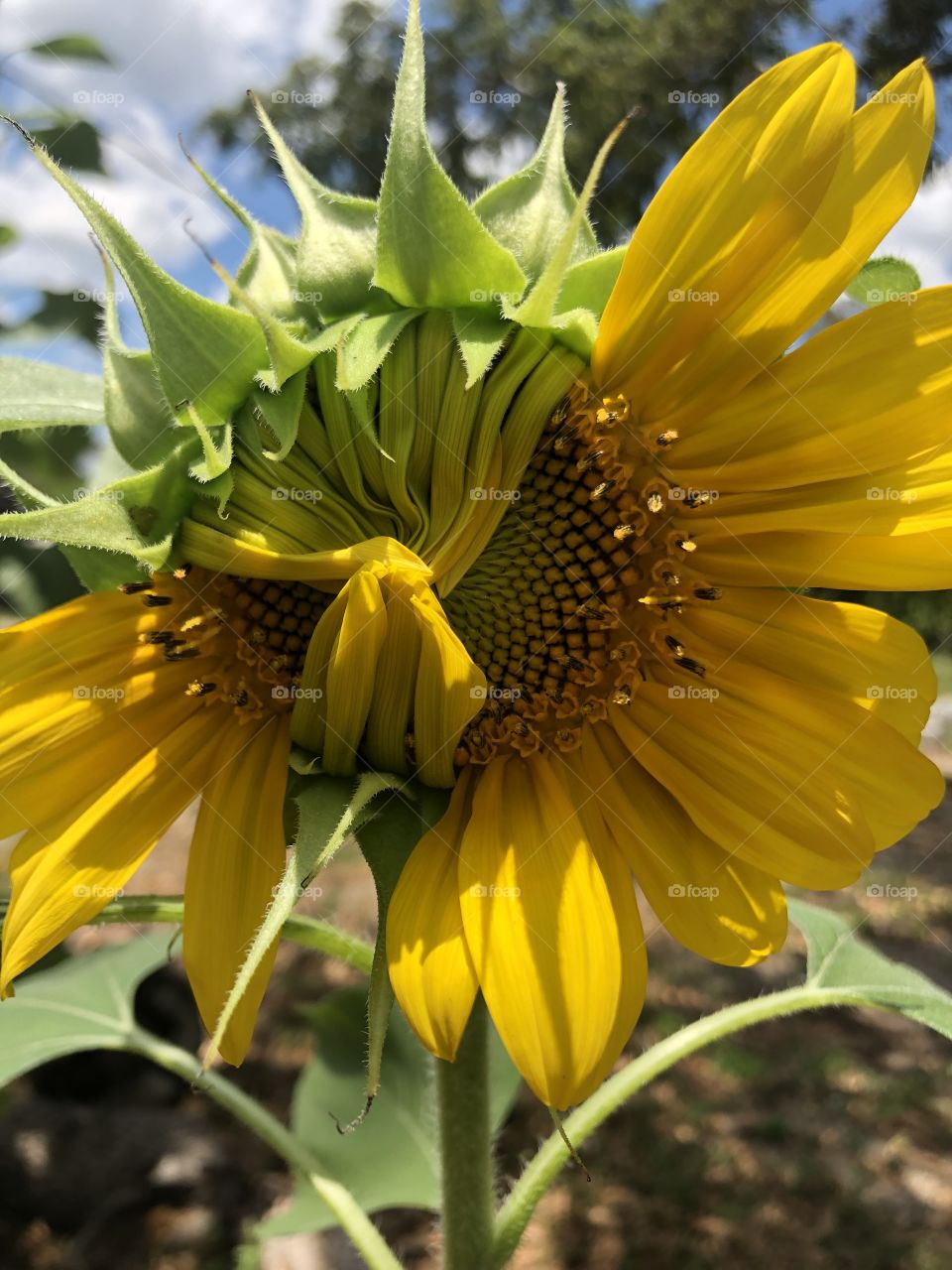 This sun flower is winking 