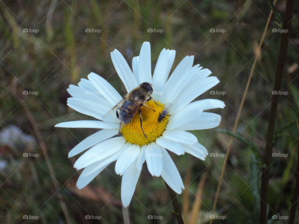 Bee on daisy 