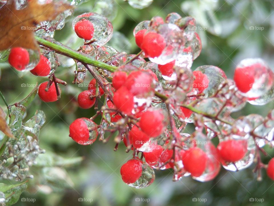 Berry bush ice
