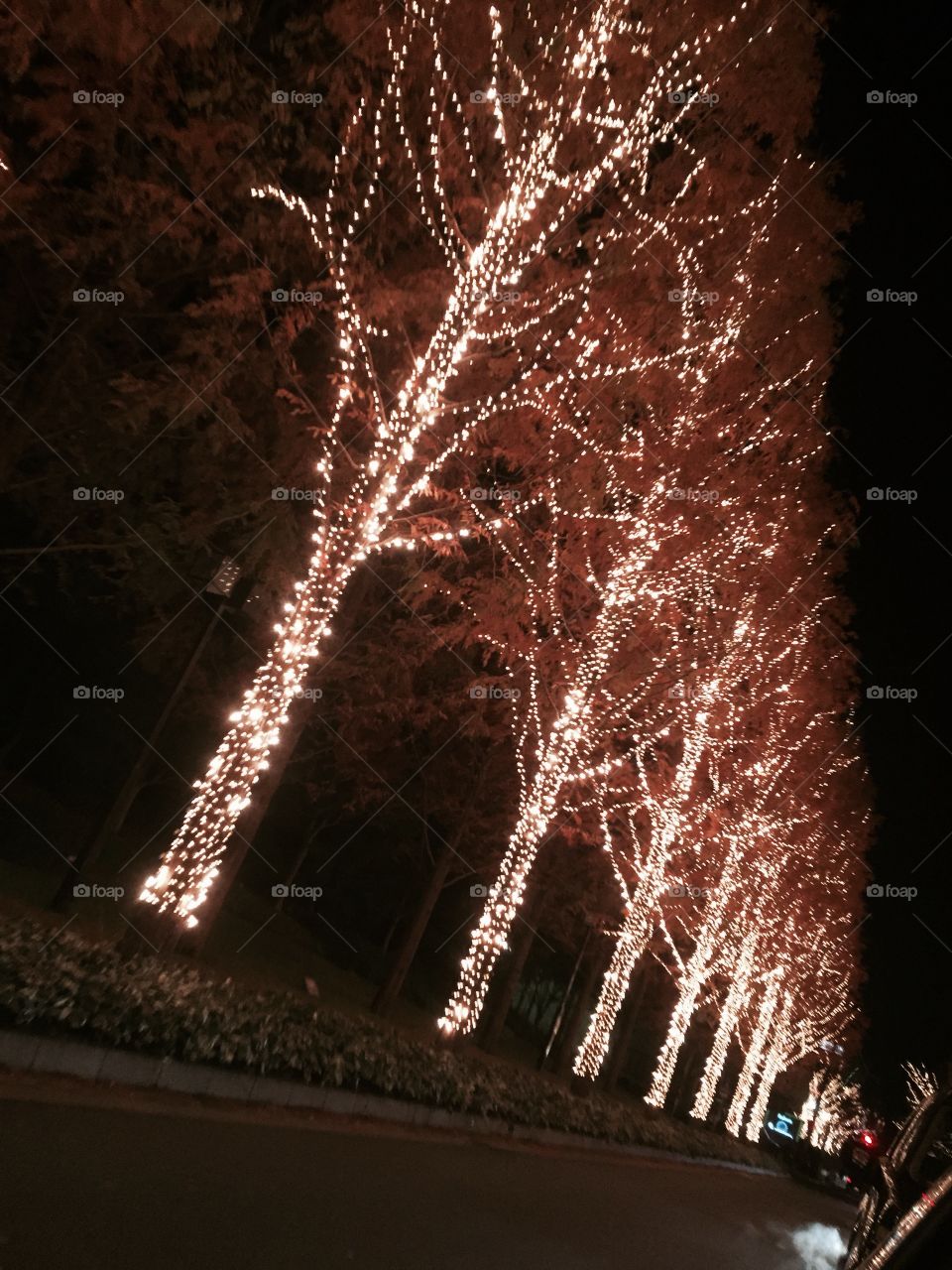 Lightning tree. in japan