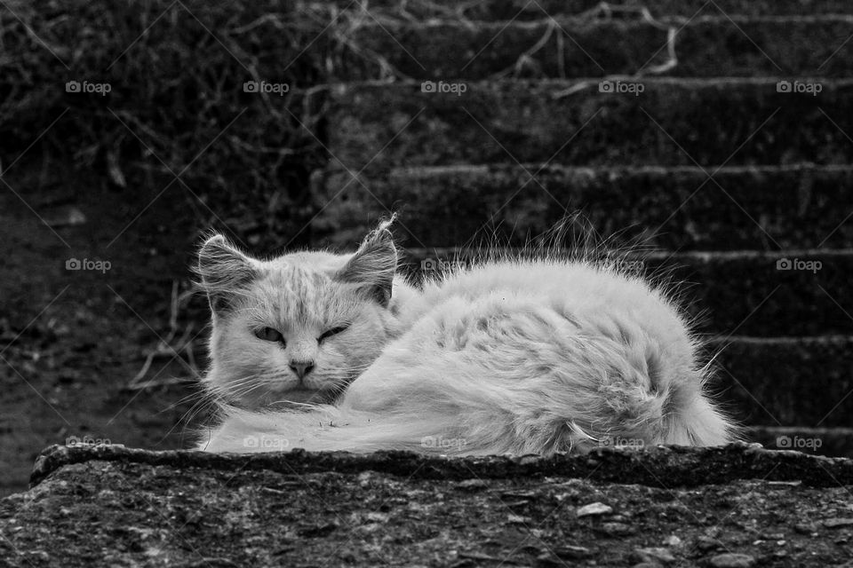 black and white photo of a well summoned cat