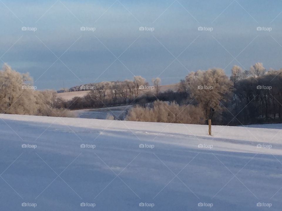 Frozen Fog Tree Line