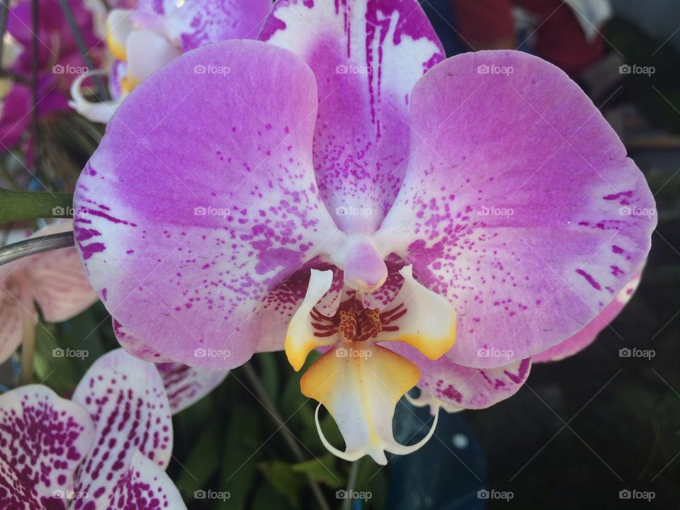 Moon orchid flower ...