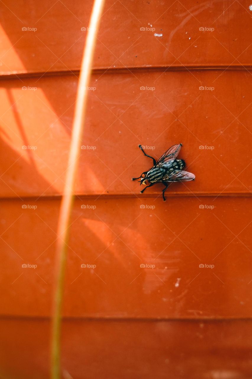 A fly on an orange background