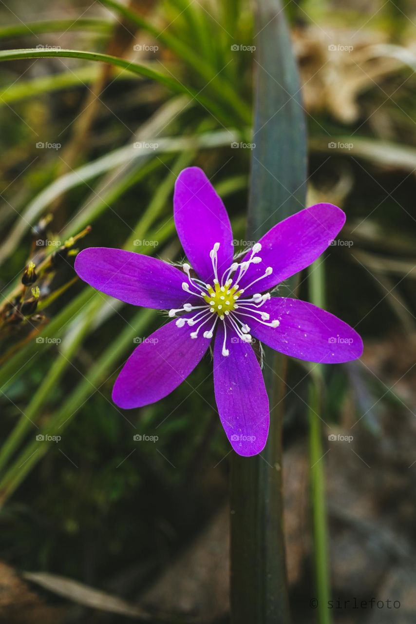A purple Blue flower (Sinilill)