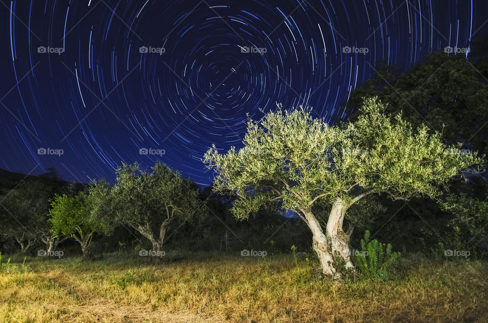 Olive trees and stars