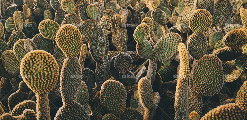 Cacti cacti cacti