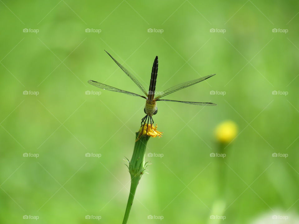 dragonfly
