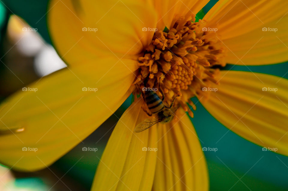 look at this bee harvesting the nectar of a sunflower