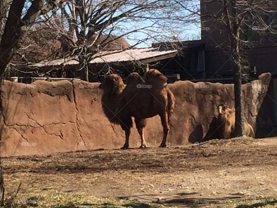 Mammal, No Person, Outdoors, Two, Travel