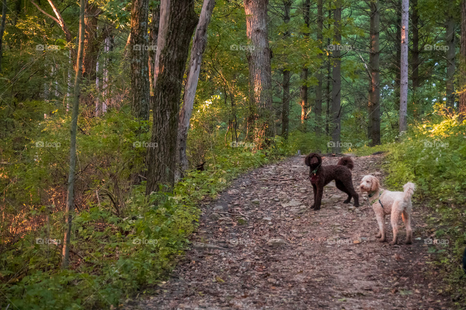 Two dogs on a walk in the forest in Wisconsin