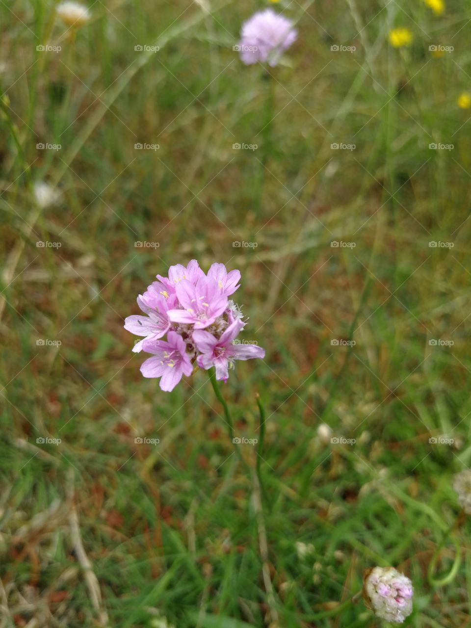 Sommerfrische