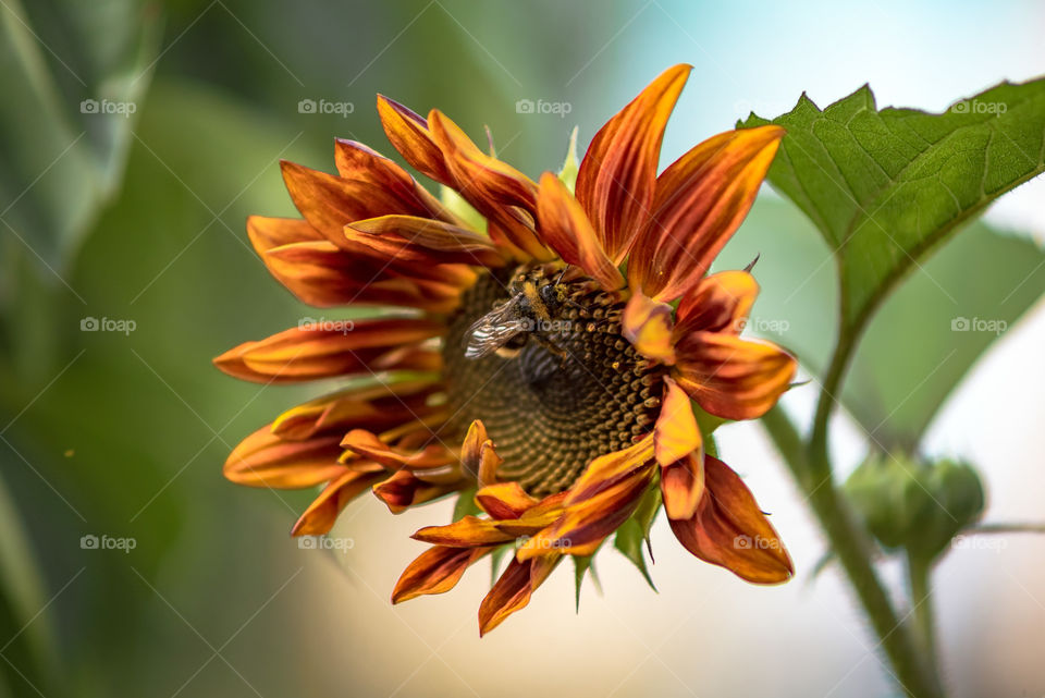 sunflowers bees and bumblebees