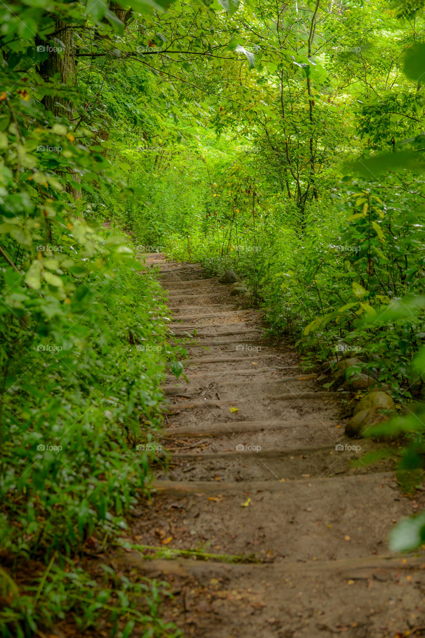 Looking up nature trail stairs. Looking upward at a stairway while hiking a nature trail