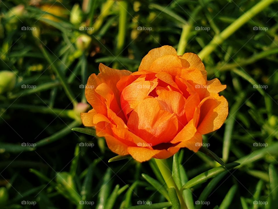 my beautiful Portulaca grandiflora