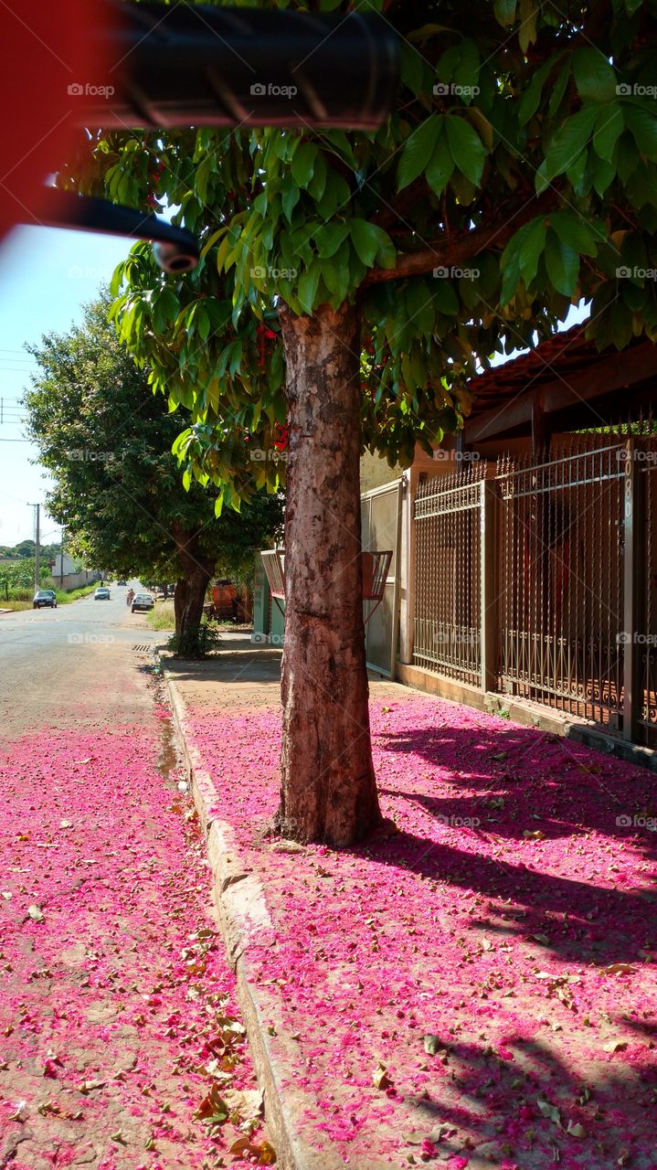 Rua e calçada com flores caidas da árvore.