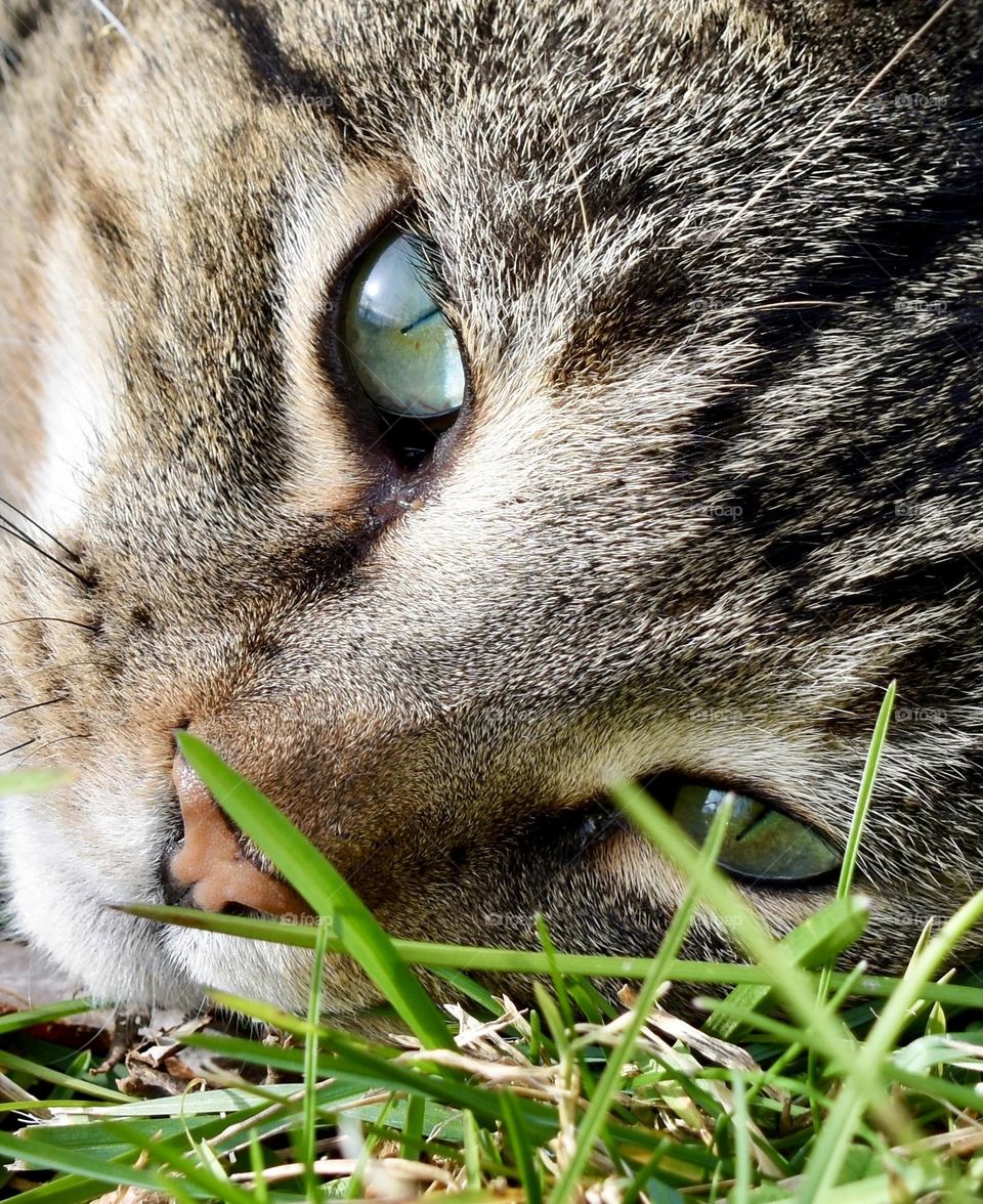 Tabby cat resting in the grass closeup 