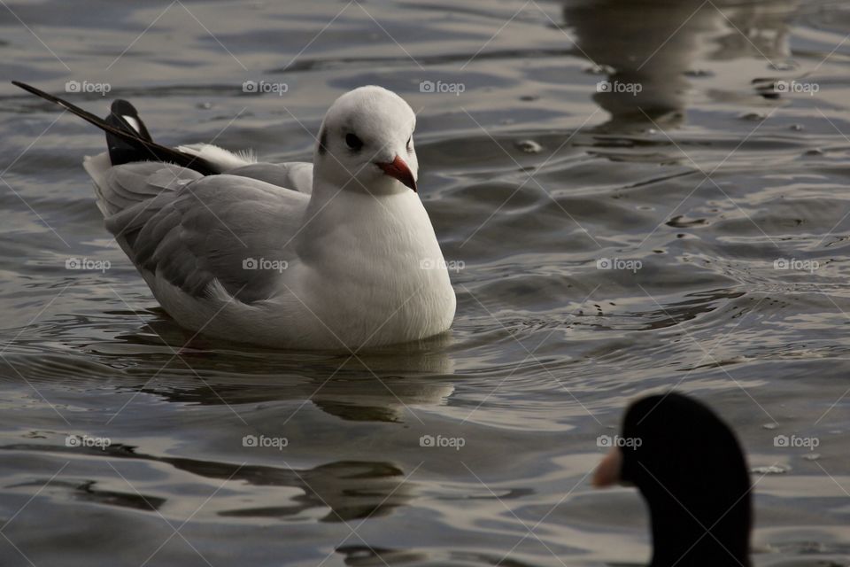 Seagulls swimming in water