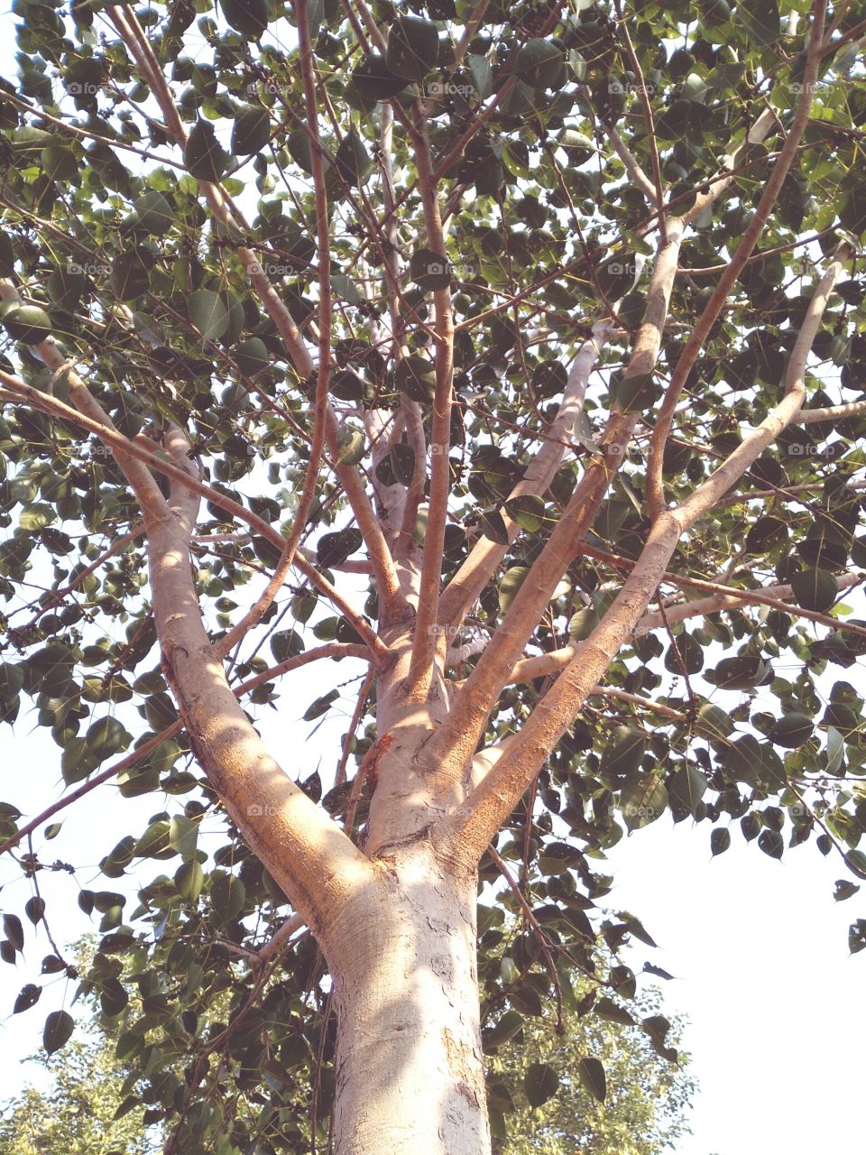 tree