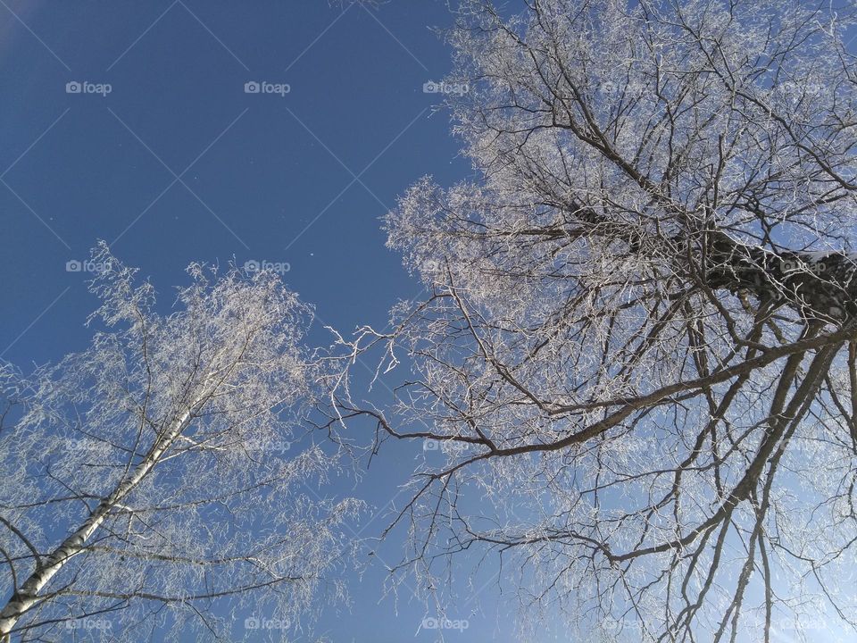 branch trees frozen blue sky background view from the ground