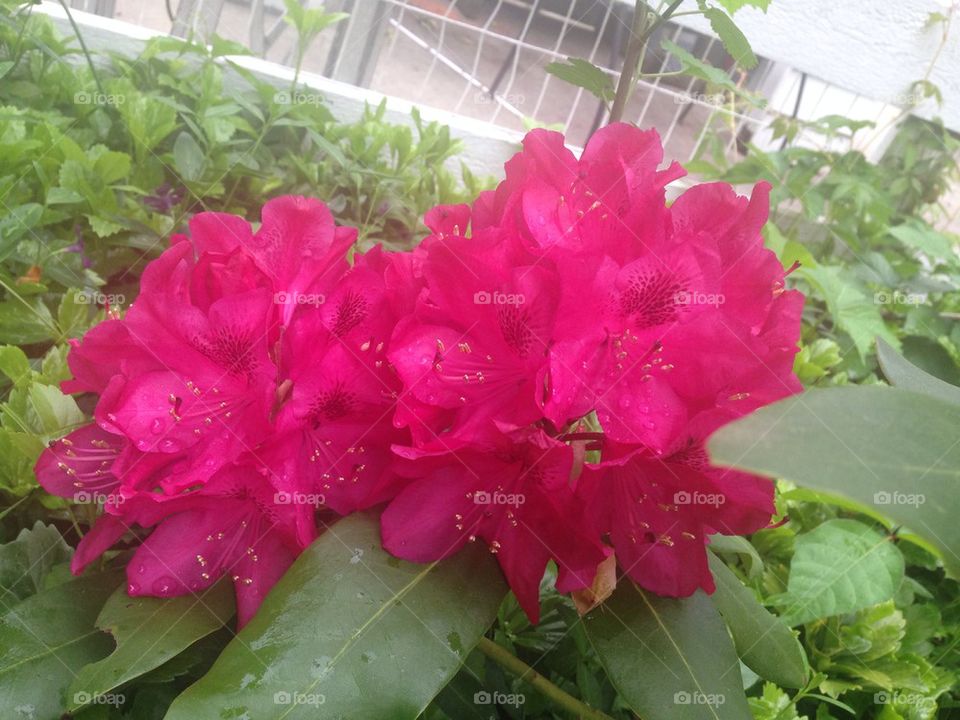 Hot Pink Rhododendron 