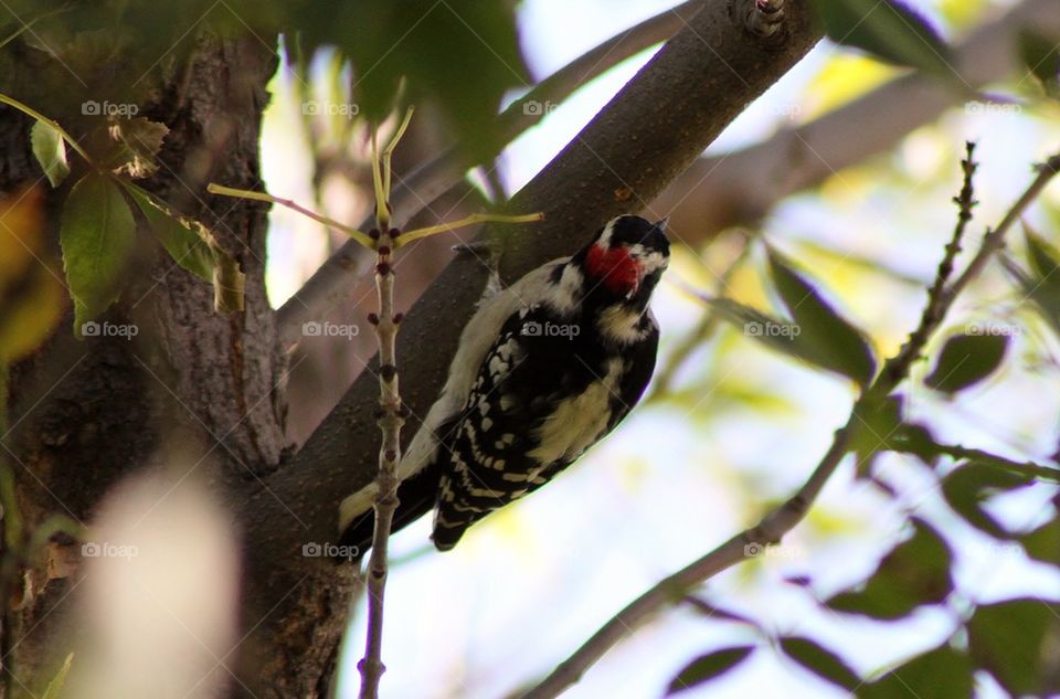 Woodpecker on the tree branch