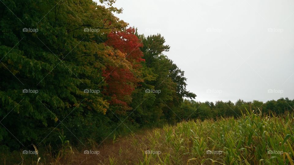 Corn field labyrinth next to fall looking forest