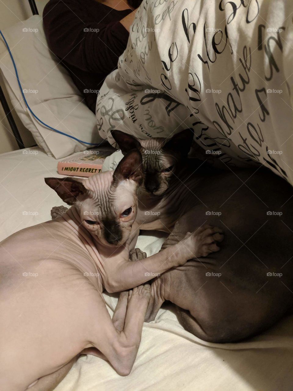 Cuddling Sphinx cats