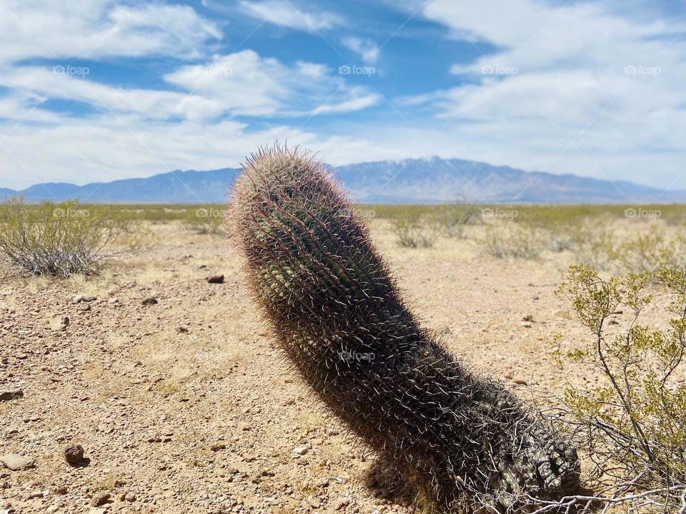 Desert Cactus Safford AZ