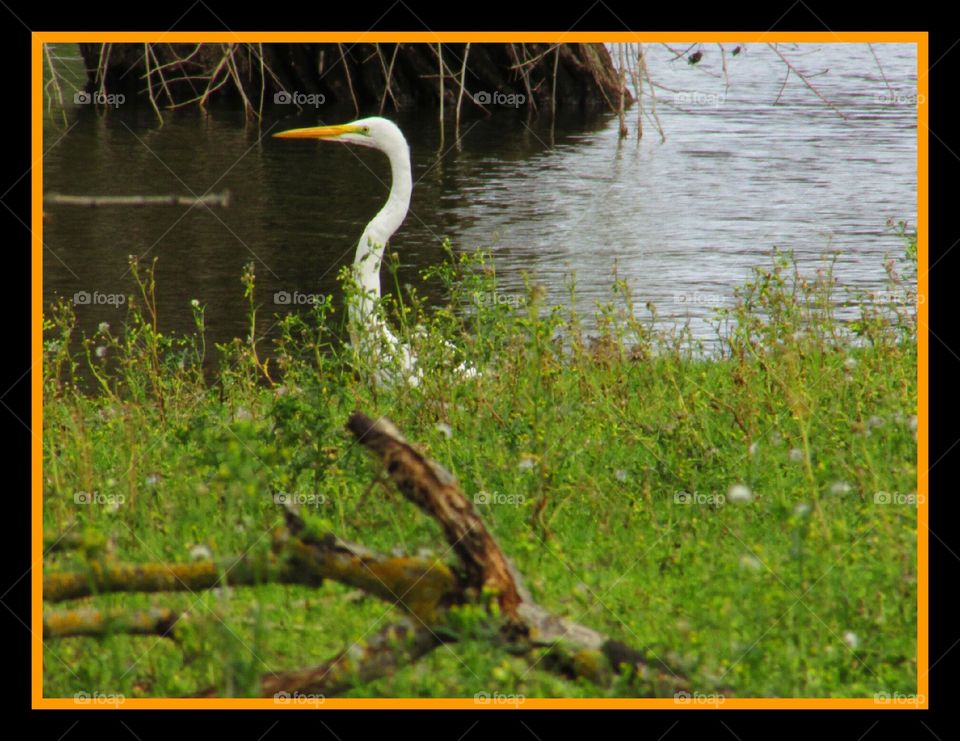 Nature, Water, Bird, Heron, Lake