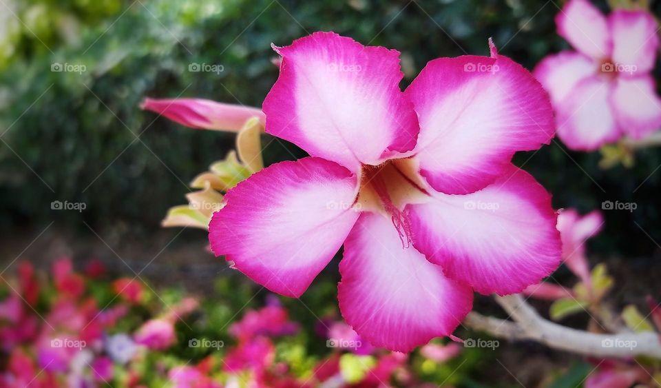 closeup of purple flower in park