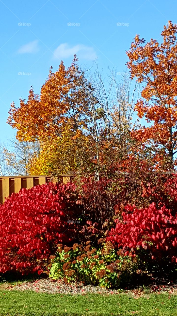 autumn colors